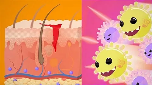 immune system