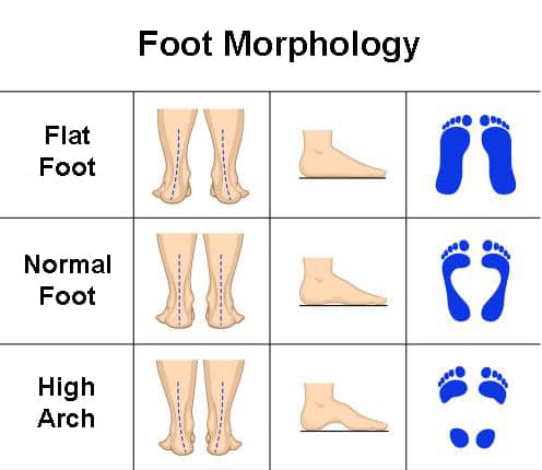 foot morphology
